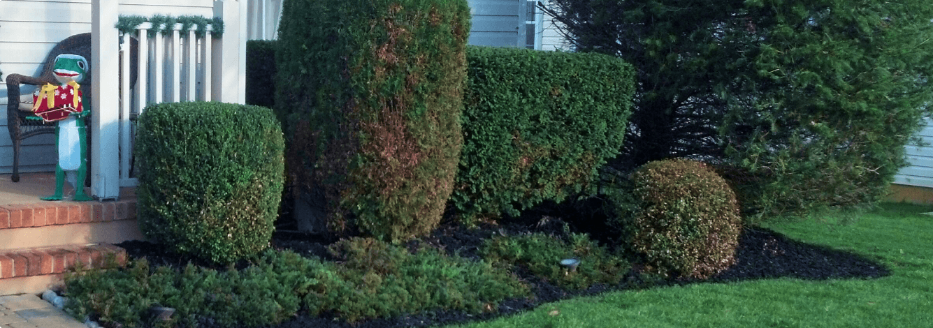 Hedge and Shrub trimming